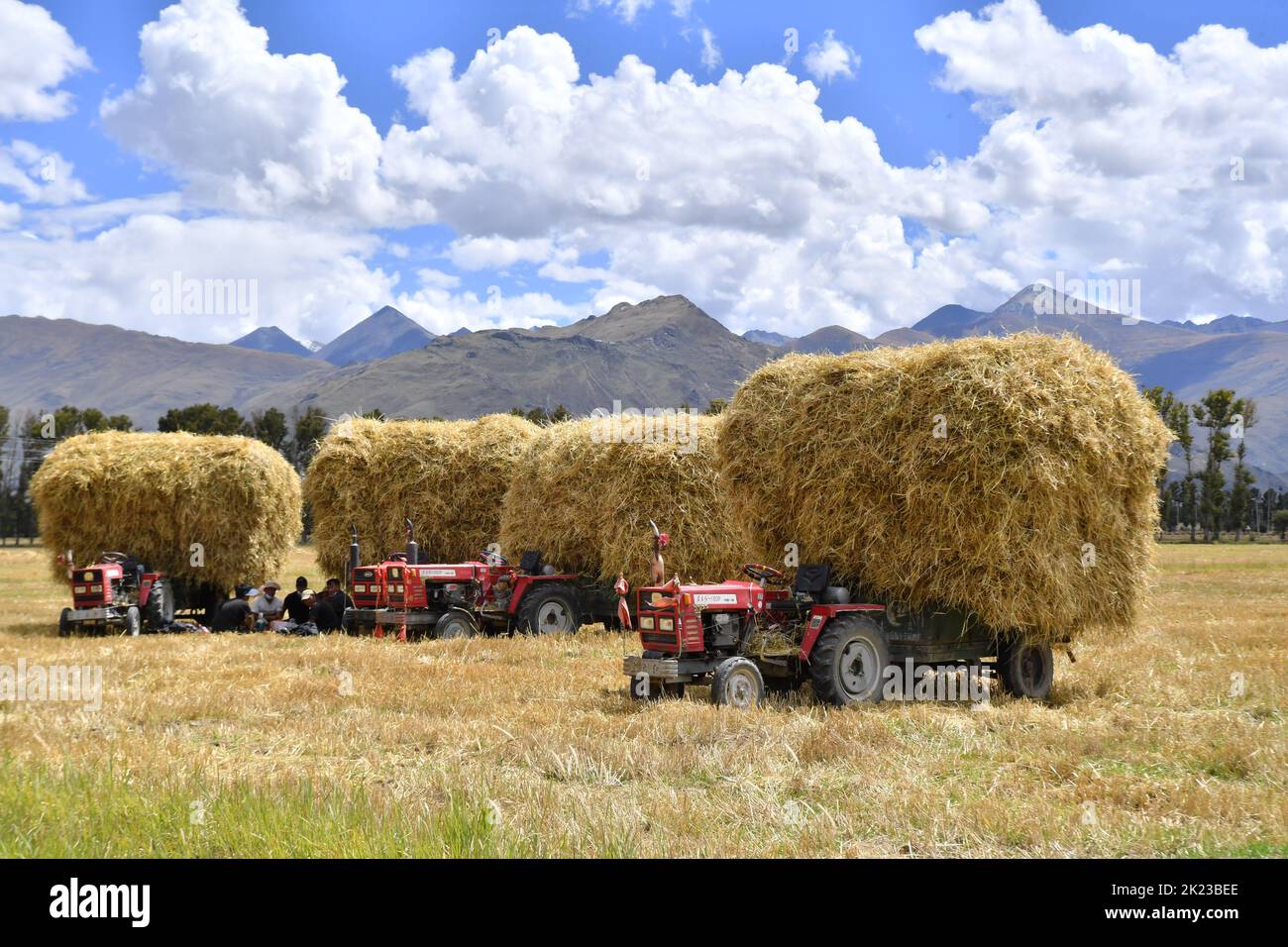 Lhasa, Regione autonoma del Tibet in Cina. 21st Set, 2022. Gli abitanti del villaggio raccolgono cannucce in un campo di orzo di altopiano nel comune di Bianlin, Lhunzhub County di Lhasa, regione autonoma del Tibet del sud-ovest della Cina, 21 settembre 2022. Credit: Notizie dal vivo su Chogo/Xinhua/Alamy Foto Stock