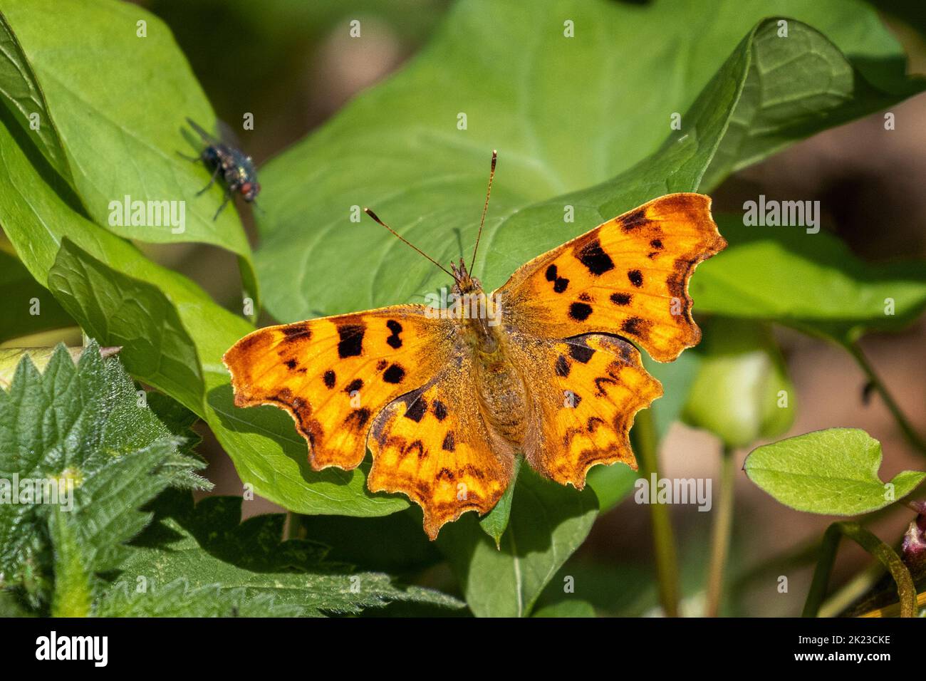 Farfalla virgola (Polygonia c-album) che riposa su una foglia sotto il sole con le ali aperte, West Yorkshire, Regno Unito fauna selvatica Foto Stock