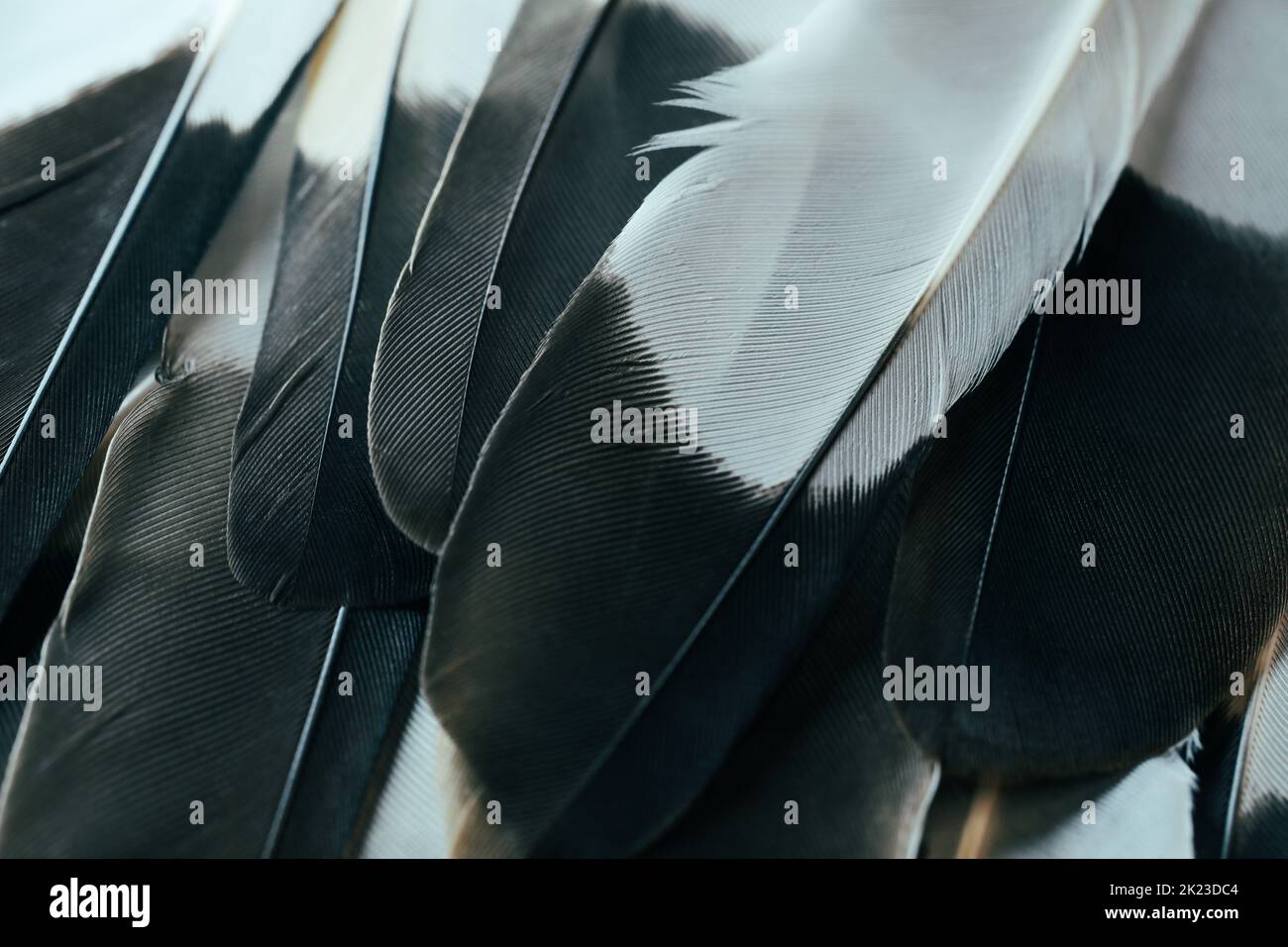 Bello nero e bianco colore scuro moderno uccello piume senza cuciture astratte linee modello struttura disegno naturale sfondo immagine concetto. Foto Stock