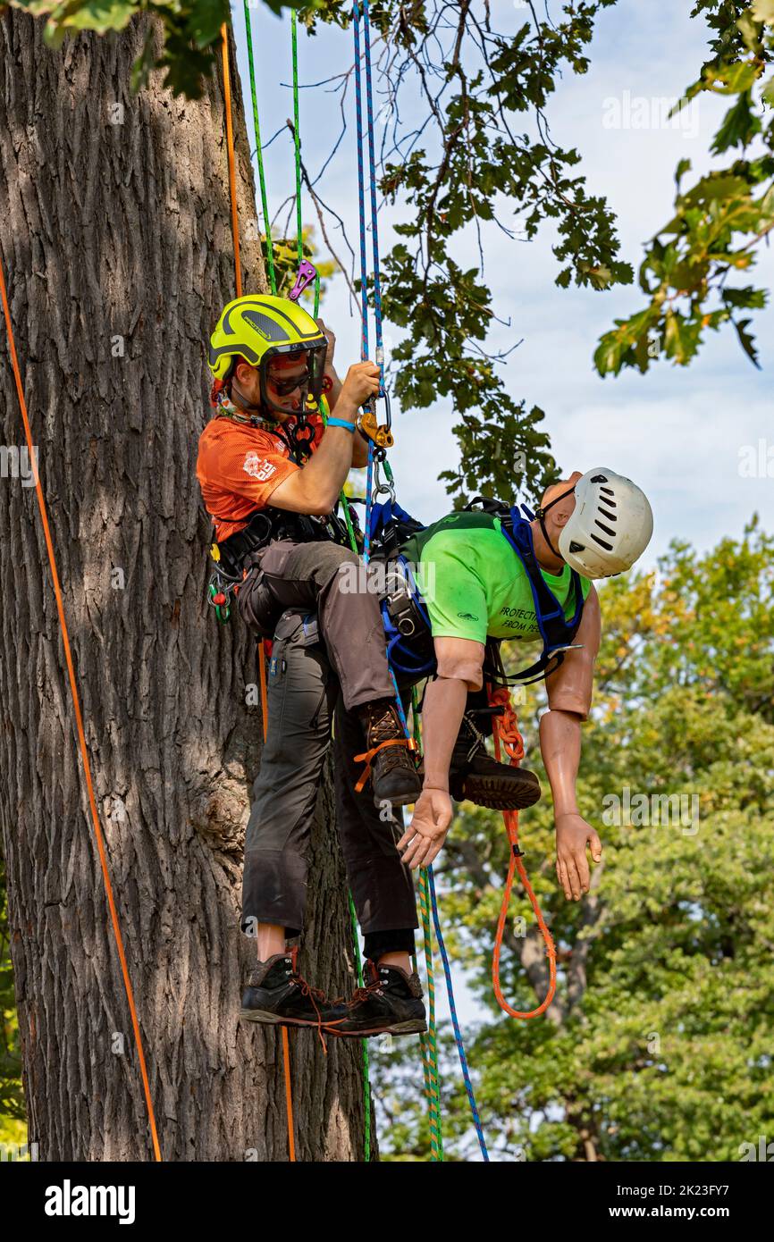 Detroit, Michigan - Arboristi professionisti competono nel Michigan Tree Climbing Championship. In questo caso, gli arrampicatori competono per rapidamente e sicuro r Foto Stock
