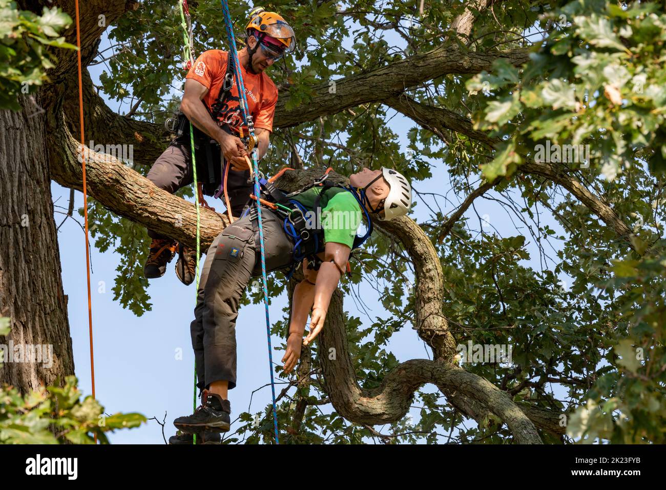 Detroit, Michigan - Arboristi professionisti competono nel Michigan Tree Climbing Championship. In questo caso, gli arrampicatori competono per rapidamente e sicuro r Foto Stock