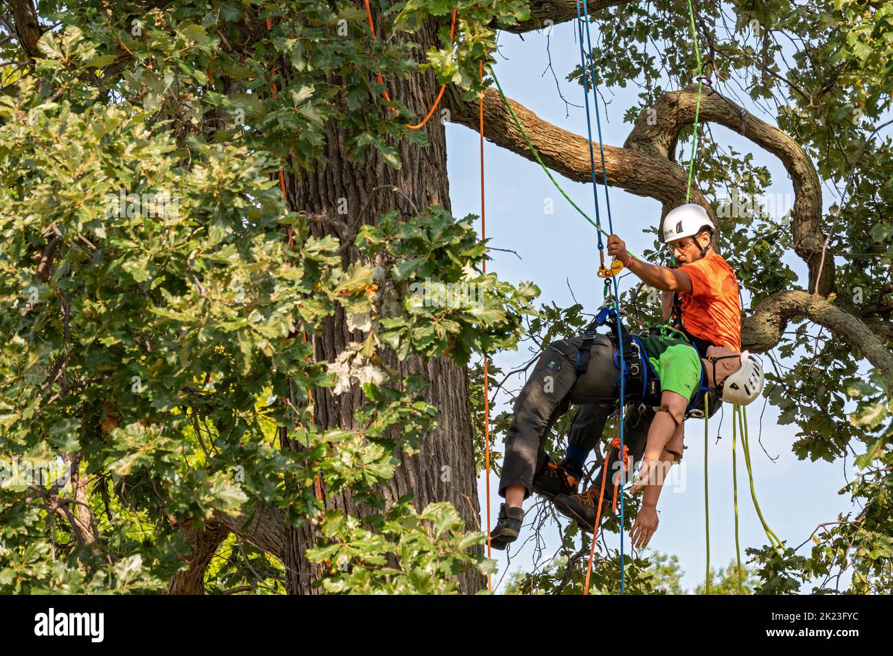 Detroit, Michigan - Arboristi professionisti competono nel Michigan Tree Climbing Championship. In questo caso, gli arrampicatori competono per rapidamente e sicuro r Foto Stock