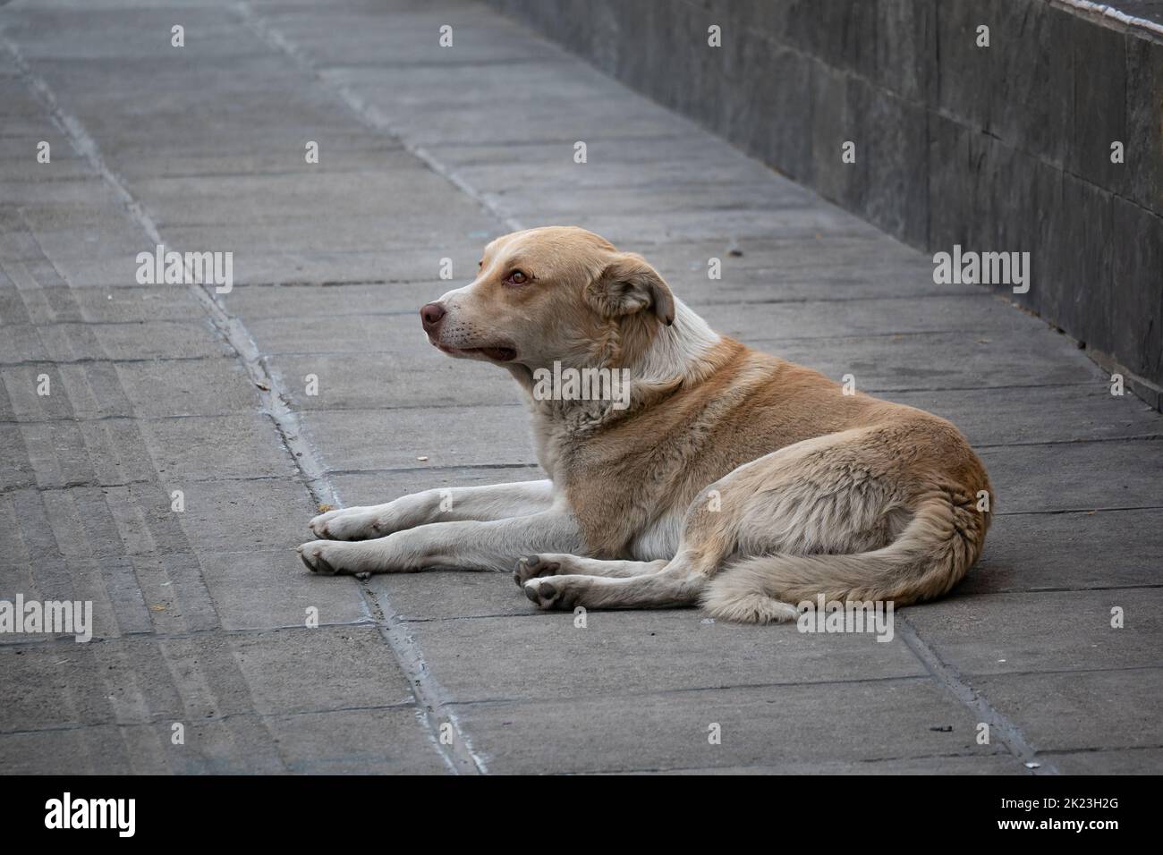 Sporco bianco e giallo cane randagio con uno sguardo triste è sdraiato sulla piazza lastricata Foto Stock