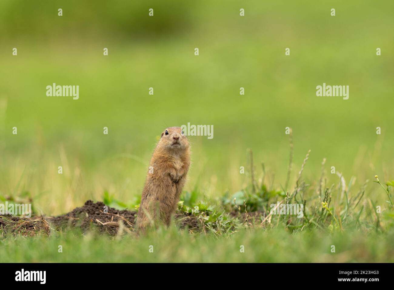 Scoiattolo di terra europeo che si muove sul prato. Scoiattoli abili. Natura selvaggia europea. Scoiattolo vicino alla sepoltura. Scoiattolo affamato mangiare vicino al Foto Stock