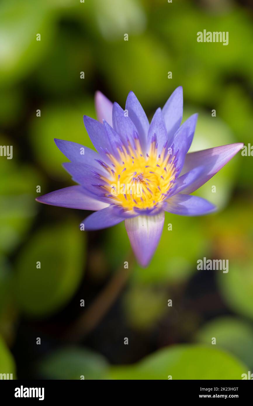 Giglio d'acqua viola con stami gialli specie Nymphaea Foto Stock