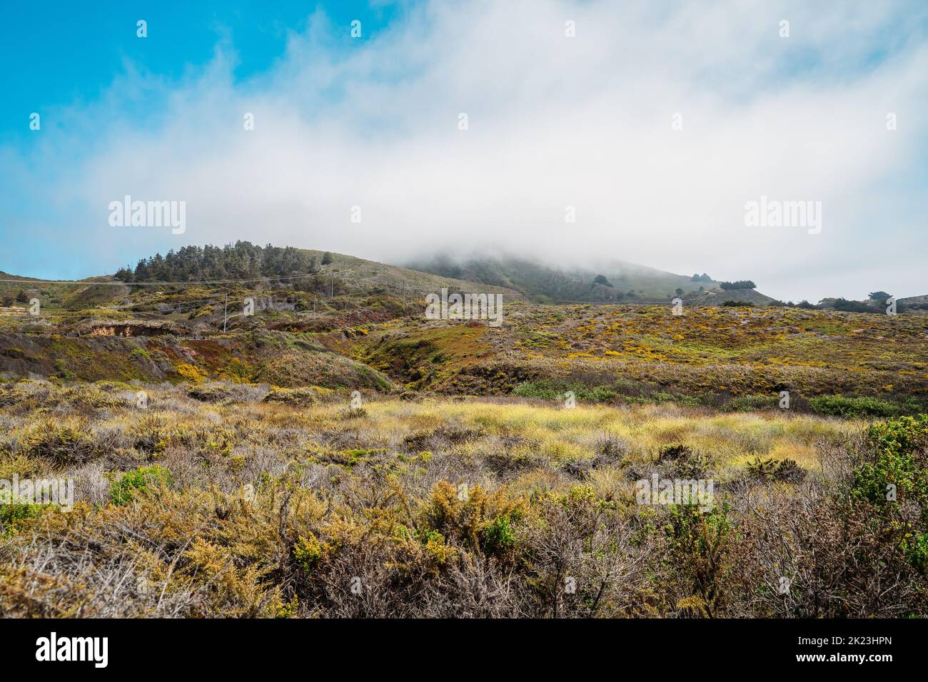 California parco naturale montagne in nebbia e ricca flora diverse piante. Viaggiando sull'autostrada 101 preservazione della fauna selvatica Foto Stock