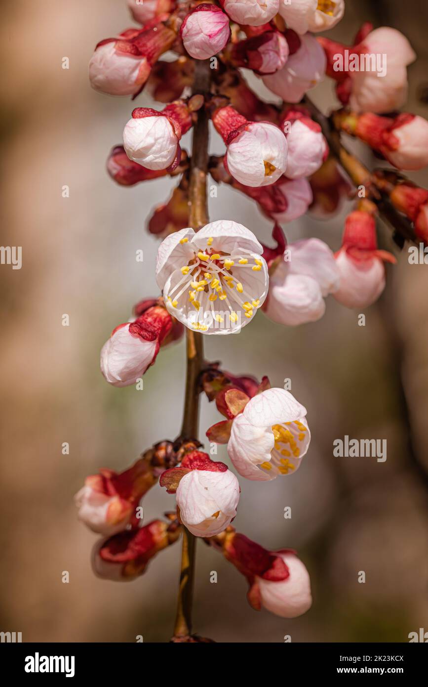 Macro di fiori e boccioli di albicocche rosse e bianche, su un ramo, in primavera sotto il sole Foto Stock