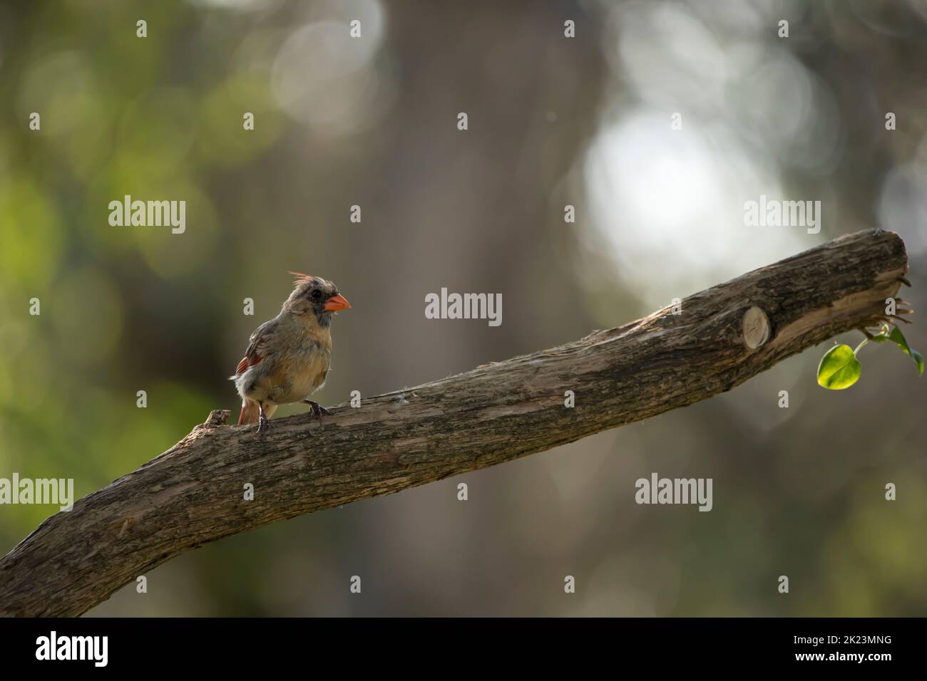 cardinale settentrionale maschile giovanile, Cardinalis cardinalis, appollaiato su un ramo che guarda a destra. La foto ha uno sfondo bokeh con spazio di copia. Foto Stock