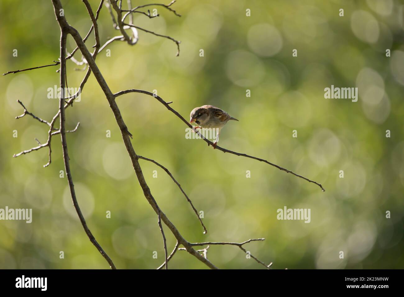 Passero di casa maschile su sottile ramo isolato su sfondo bokeh verde guardando giù su una mattina d'estate in Iowa. Foto Stock