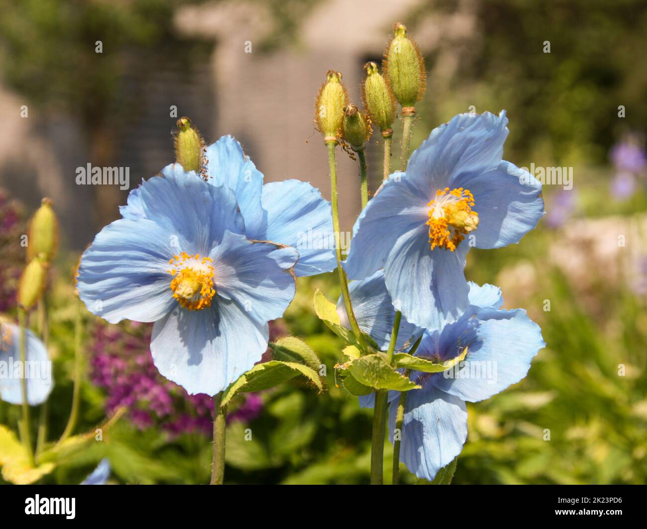 Fiore selvatico dell'Alaska blu fotografato vicino Homer, Alaska. Homer è una città dell'Alaska di Stati Uniti d'America, situata nella Penisola del Kenai, nello stato federato del Jarsi. Dista 351 km (218 mi) Foto Stock
