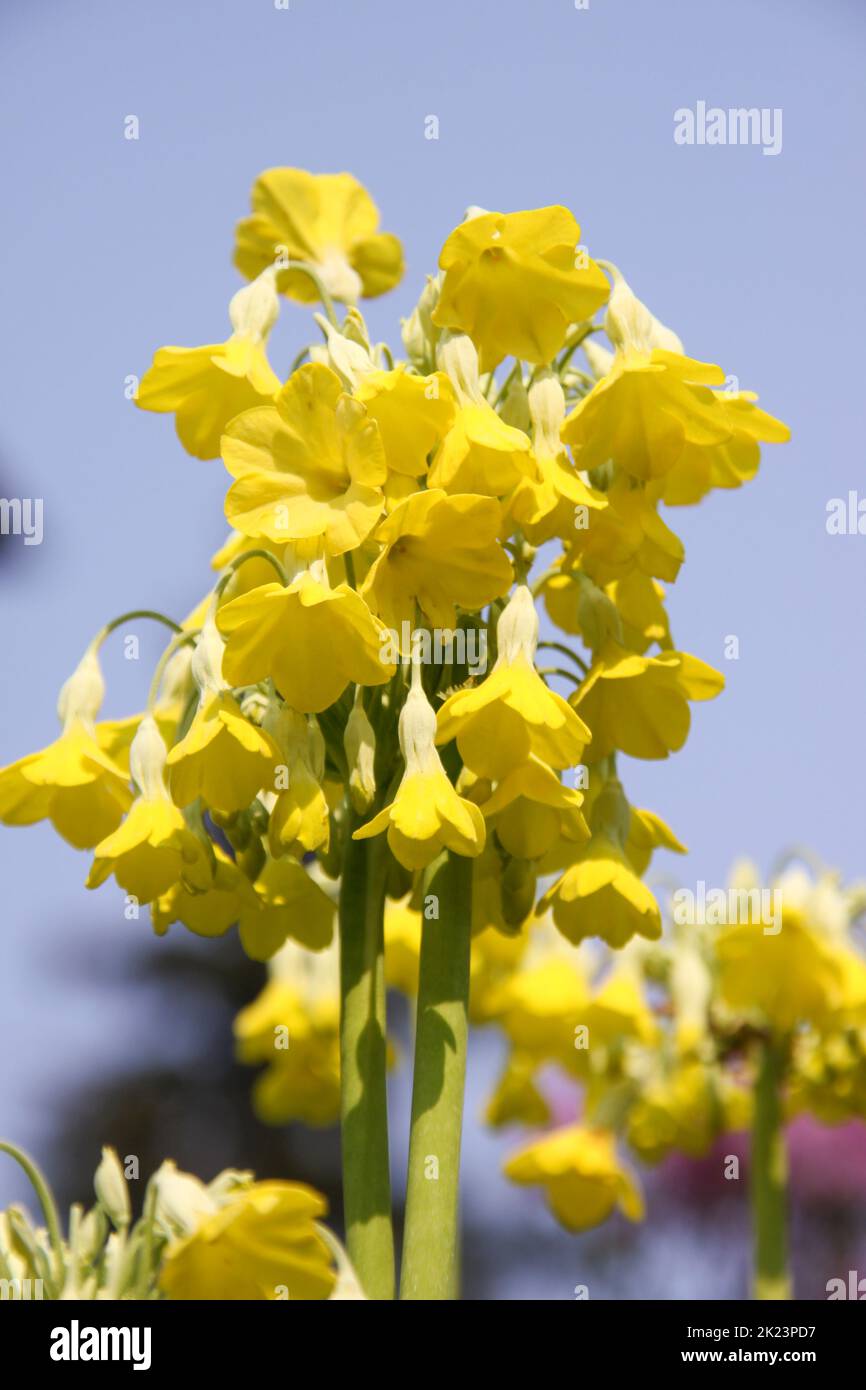 Fiore selvatico giallo dell'Alaska fotografato vicino Homer, Alaska. Homer è una città dell'Alaska di Stati Uniti d'America, situata nella Penisola del Kenai, nello stato federato del Jarsi. Si trova a 351 km (218 miglia) Foto Stock