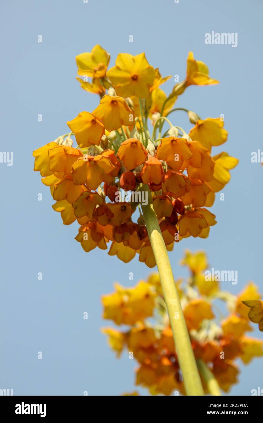 Fiore selvatico giallo dell'Alaska fotografato vicino Homer, Alaska. Homer è una città dell'Alaska di Stati Uniti d'America, situata nella Penisola del Kenai, nello stato federato del Jarsi. Si trova a 351 km (218 miglia) Foto Stock