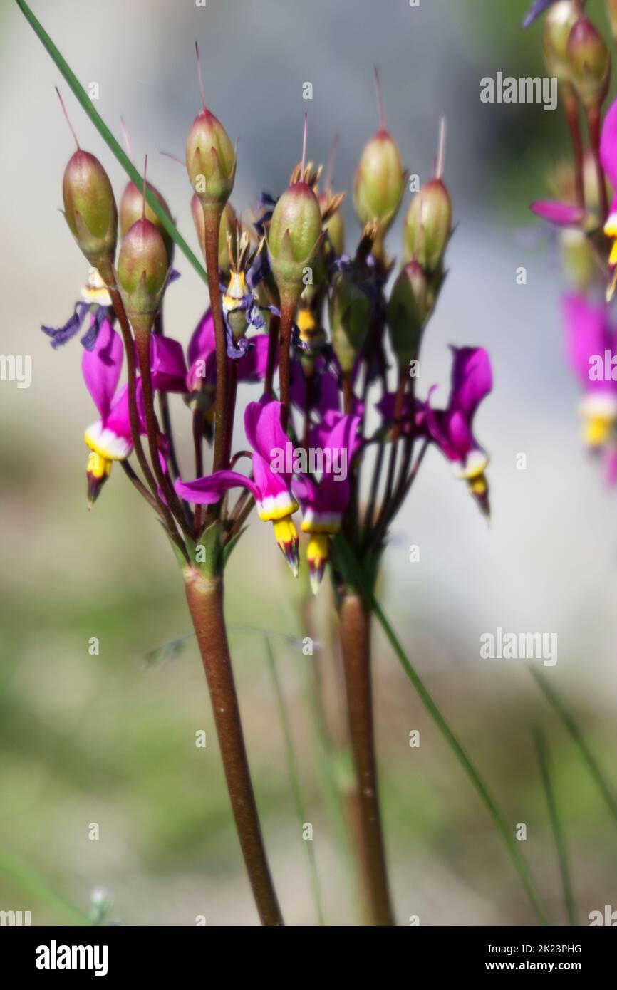 Fiore selvatico viola dell'Alaska fotografato vicino Homer, Alaska. Homer è una città dell'Alaska di Stati Uniti d'America, situata nella Penisola del Kenai, nello stato federato del Jarsi. Si trova a 351 km (218 miglia) Foto Stock