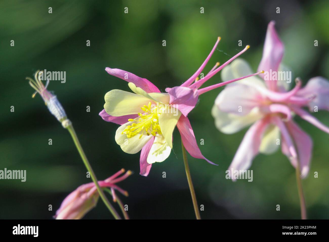 Fiore selvatico giallo, rosa e bianco dell'Alaska fotografato vicino Homer, Alaska. Homer è una città dell'Alaska di Stati Uniti d'America, situata nella Penisola del Kenai, nello stato federato del Jarsi. Esso Foto Stock