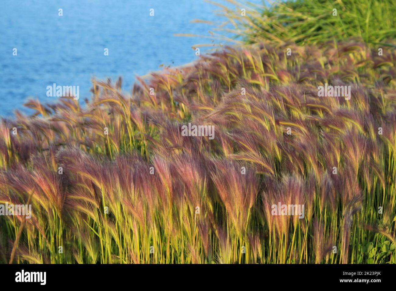 Porticciolo e porto di pesca fotografati vicino Homer, Alaska. Homer è una città dell'Alaska di Stati Uniti d'America, situata nella Penisola del Kenai, nello stato federato del Jarsi. Dista 351 km (218 mi) Foto Stock