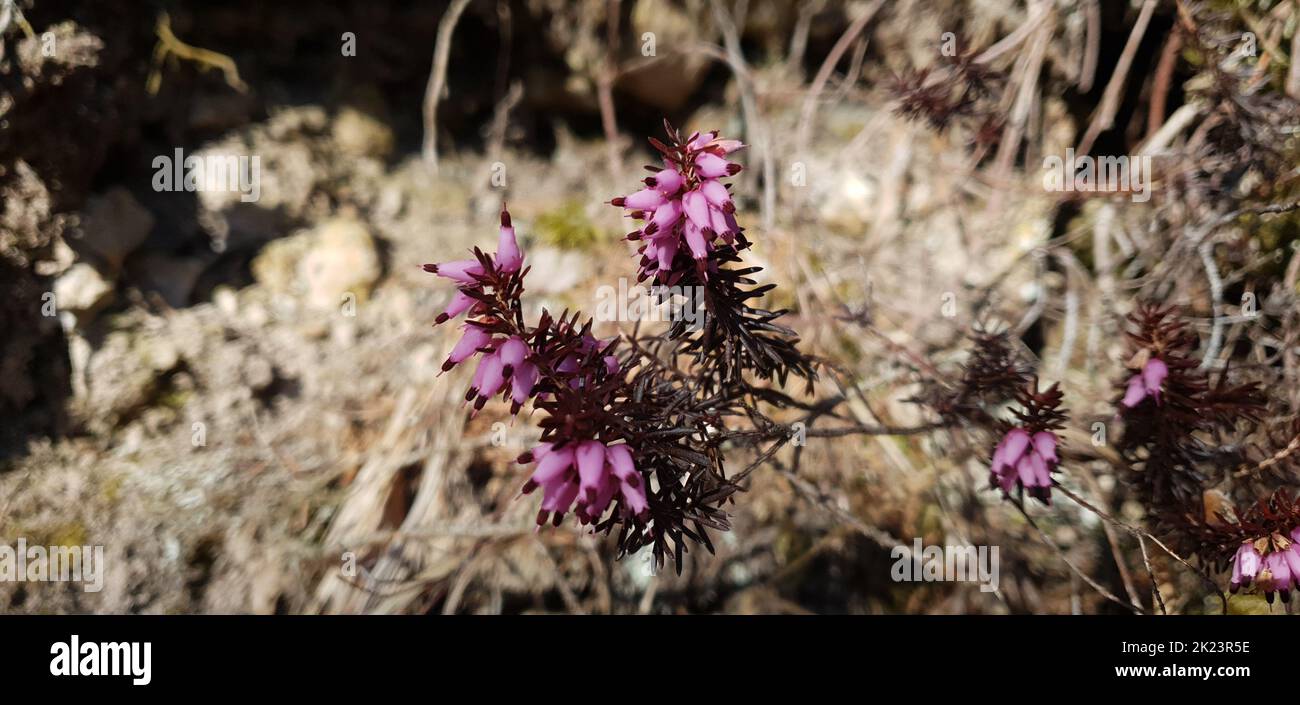 il bel fiore di erica Foto Stock