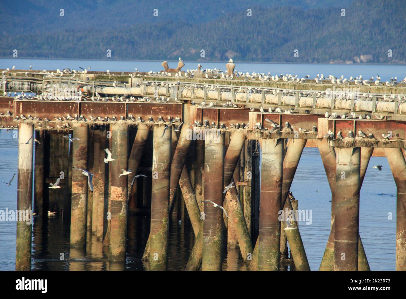 Porticciolo e porto di pesca fotografati vicino Homer, Alaska. Homer è una città dell'Alaska di Stati Uniti d'America, situata nella Penisola del Kenai, nello stato federato del Jarsi. Dista 351 km (218 mi) Foto Stock