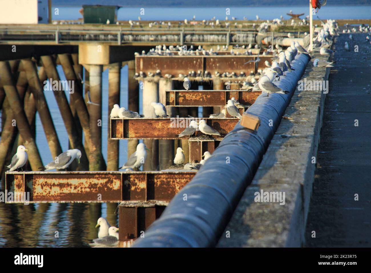 Porticciolo e porto di pesca fotografati vicino Homer, Alaska. Homer è una città dell'Alaska di Stati Uniti d'America, situata nella Penisola del Kenai, nello stato federato del Jarsi. Dista 351 km (218 mi) Foto Stock