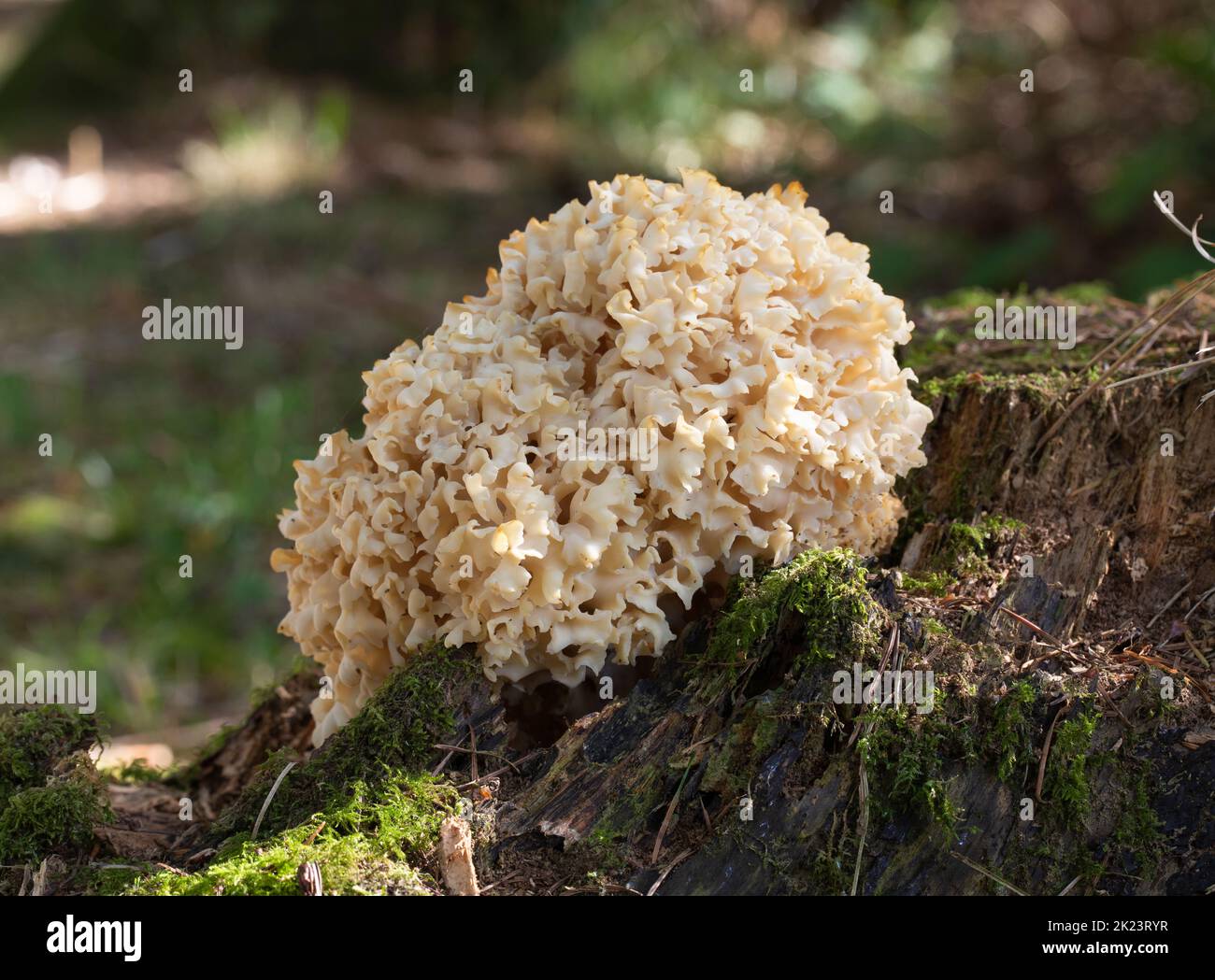 Cavolfiore Fungus - Sparassis crispa Foto Stock