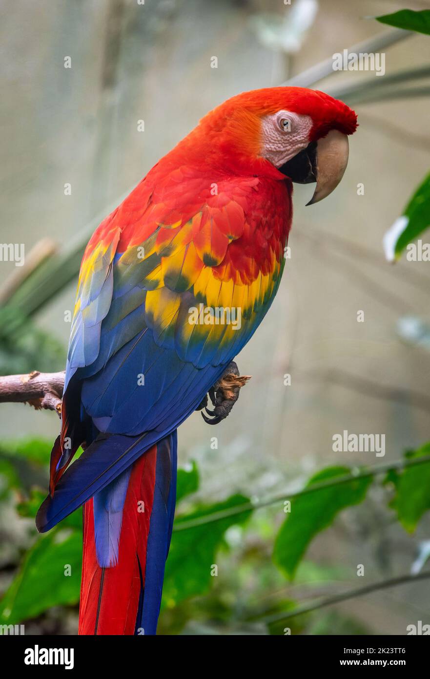 Primo piano ritratto di un pappagallo scarlatto (ara macao) Foto Stock