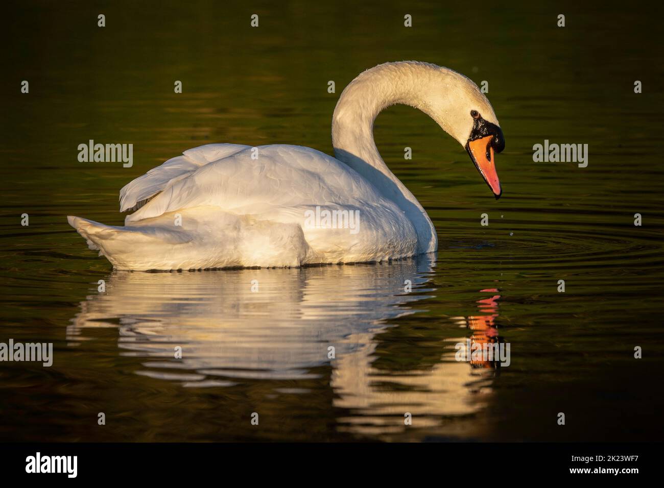 Disattivare l'audio Swan (Cygnus olor) in una calda luce serale. Molto elegante e grazioso. Foto Stock