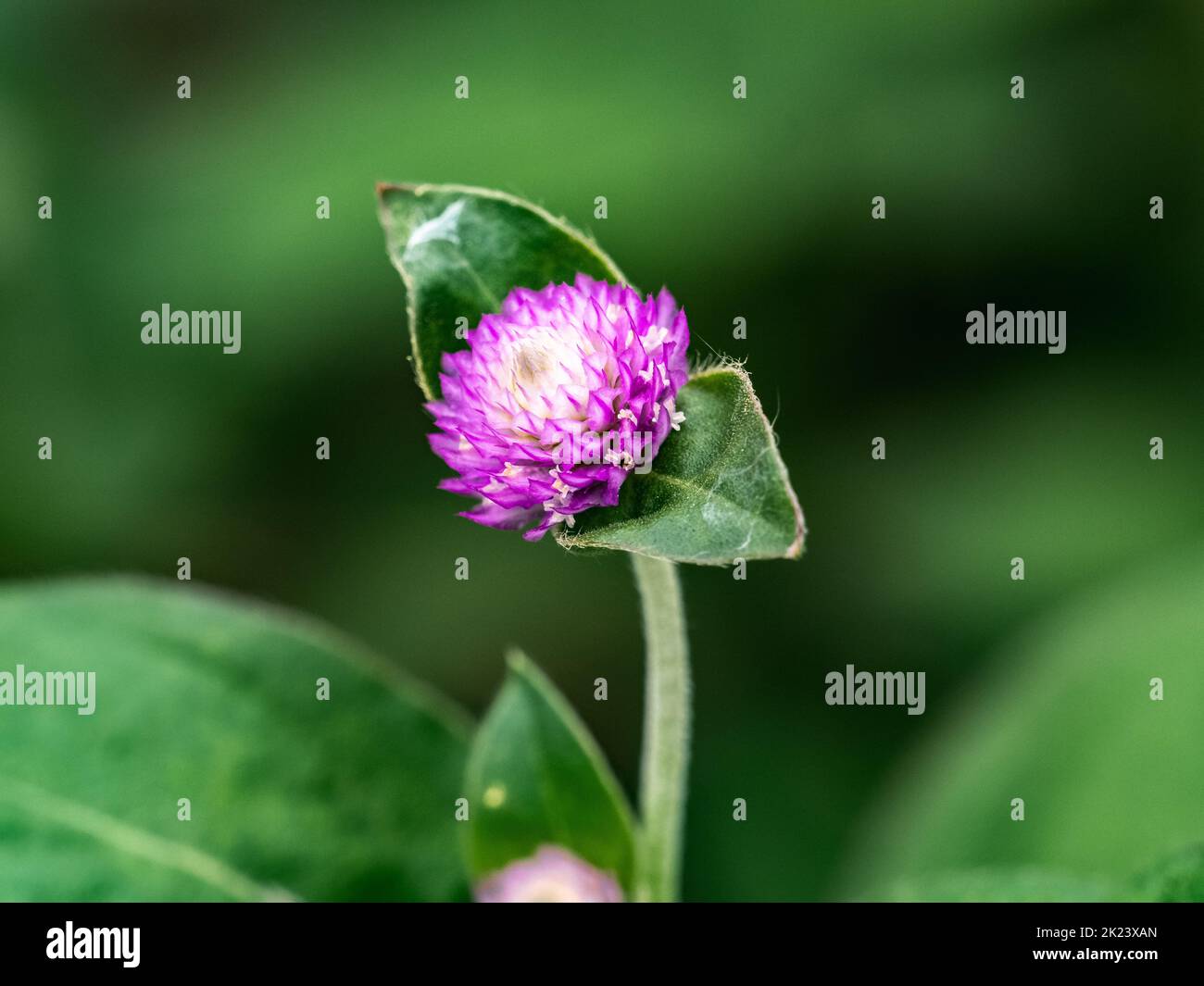 Un piccolo e colorato fiore di aranto globo, Gomphrena globosa, fiorisce accanto a una strada giapponese vicino Yokohama. Foto Stock