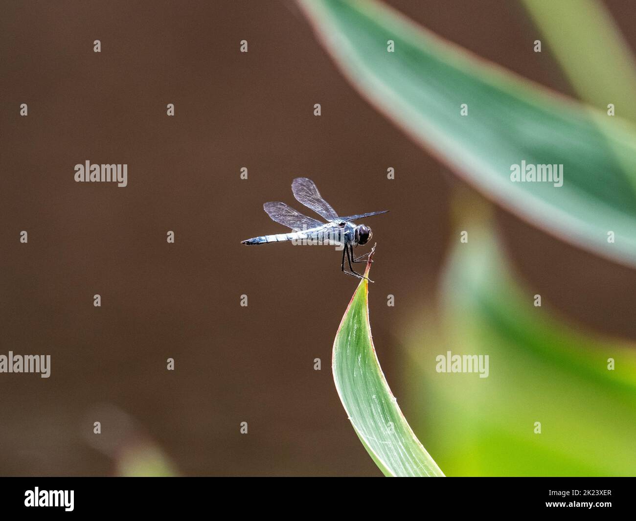 Un grande skimmer blu, Orthetrum melania, si trova sulla punta di una lunga foglia d'erba accanto a uno stagno in un parco Yokohama, Giappone. Foto Stock
