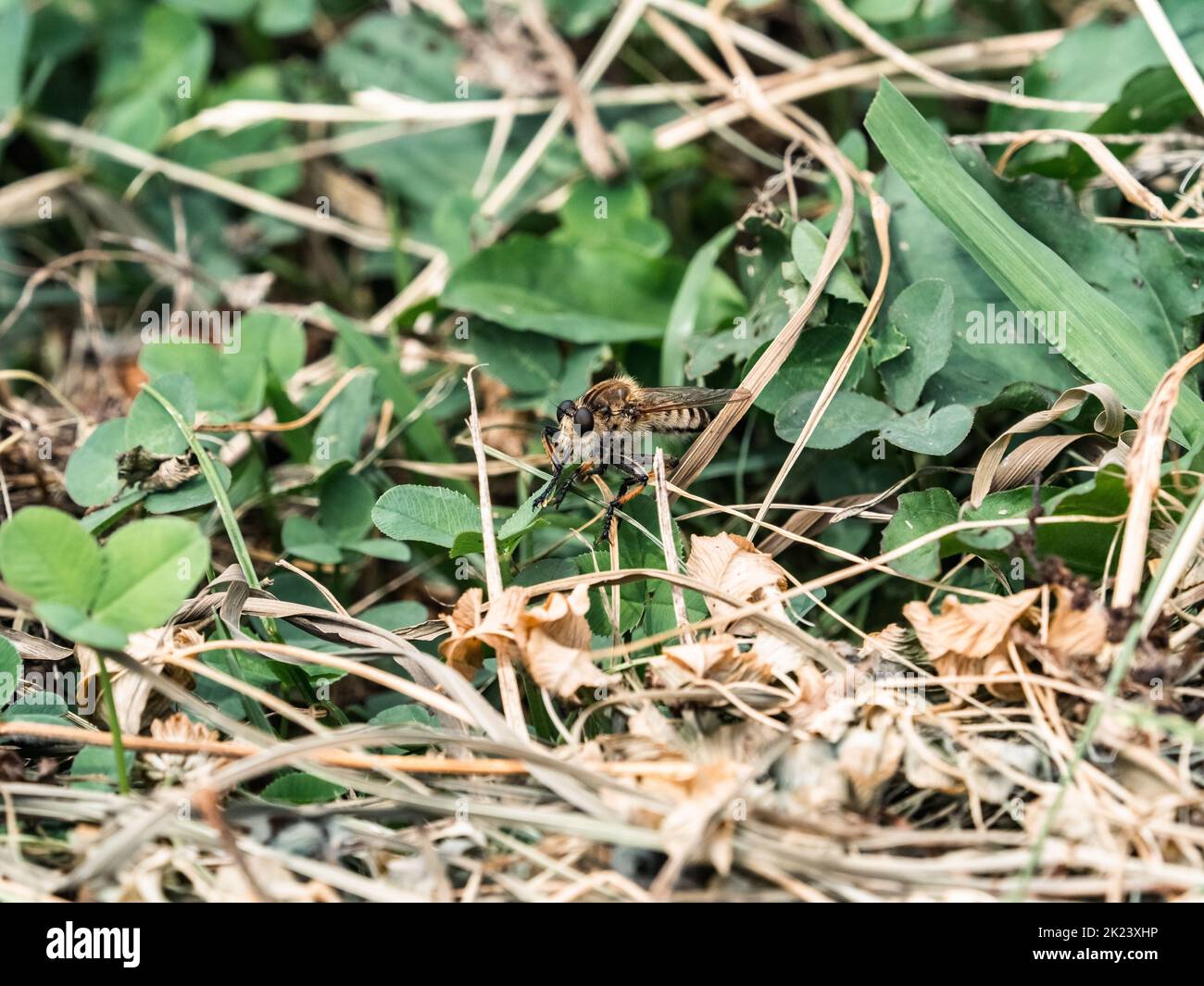 Una mosca ladro Shioya-Abu, Promachus yesonicus, riposa nell'erba vicino ad un parco giapponese. Foto Stock