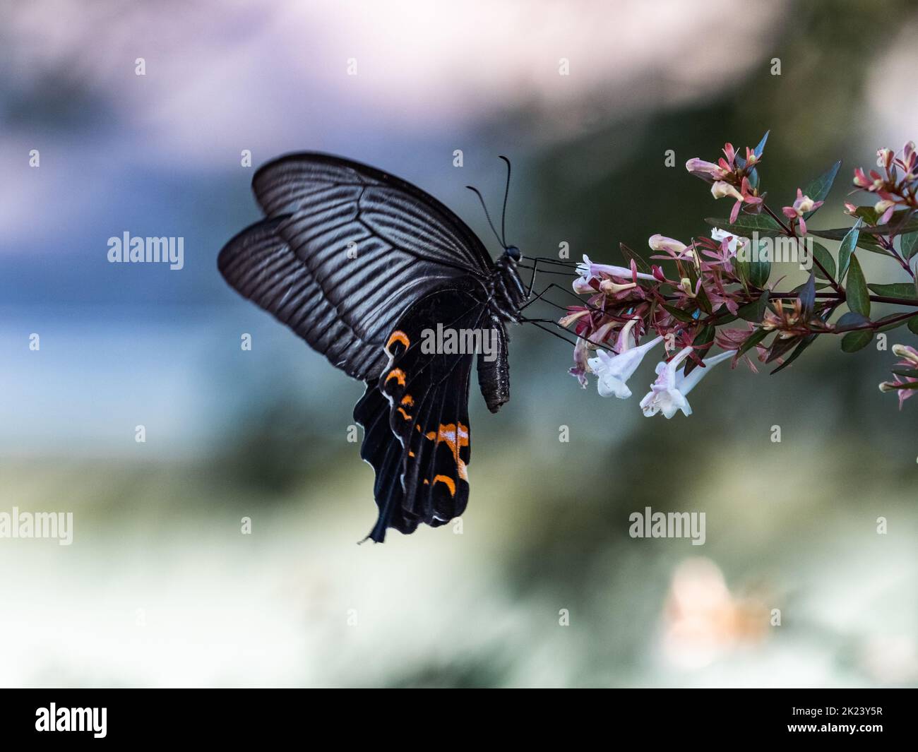 Una farfalla nera a coda di rondine, Papilio demetrius, sorsegge il nettare di piccoli fiori bianchi lungo un siepo vicino a Yokohama, Giappone. Foto Stock Una farfalla nera a coda di rondine, Papilio demetrius, sorsegge il nettare di piccoli fiori bianchi lungo un siepo vicino a Yokohama, Giappone. Foto Stock