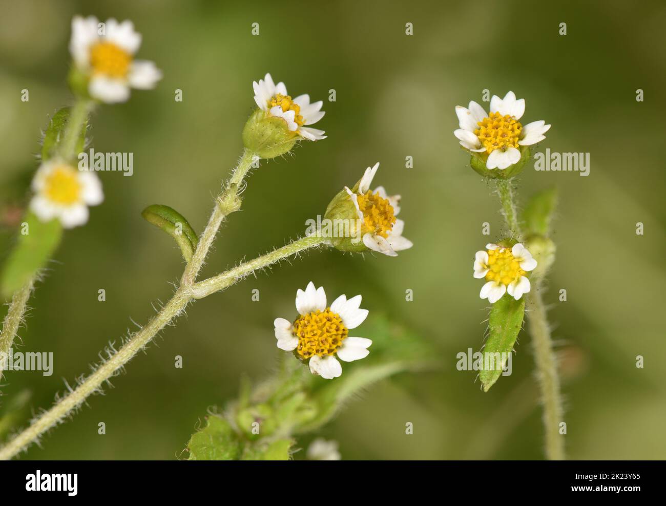 Shaggy-soldato - Galinsoma quadriradiata Foto Stock