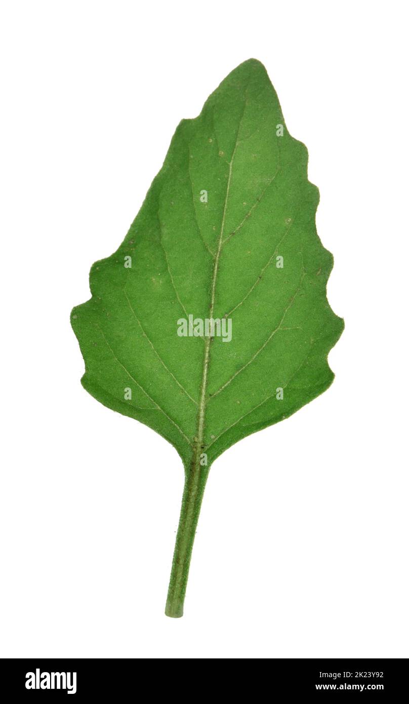 Nightshade verde - Solanum nitidibaccatum Foto Stock