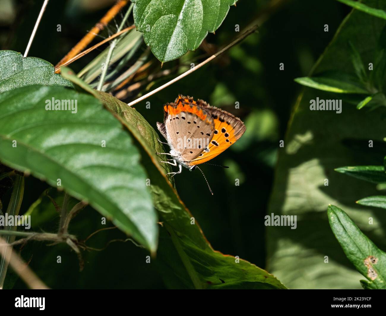 Farfalla giapponese di rame, Lycaena phlaeas daimio, riposante sulle foglie di cespuglio lungo un sentiero a piedi a Yokohama, Giappone. Foto Stock Farfalla giapponese di rame, Lycaena phlaeas daimio, riposante sulle foglie di cespuglio lungo un sentiero a piedi a Yokohama, Giappone. Foto Stock