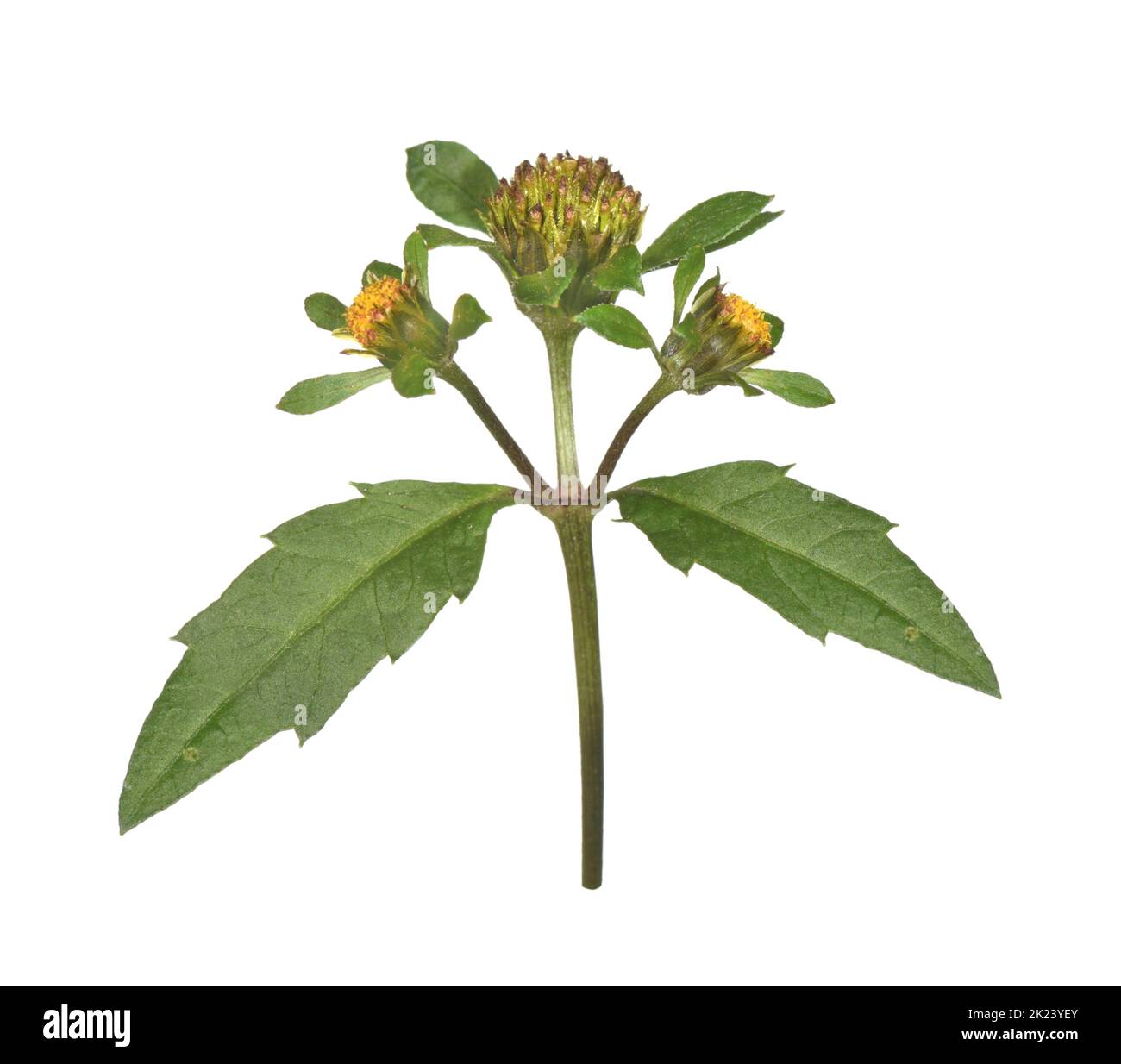 Trifid Bur-marigold - Bidens tripartita Foto Stock