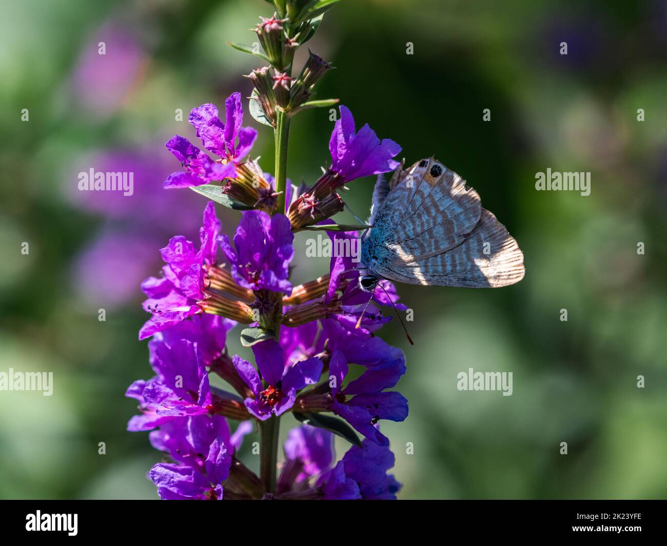 Una piccola farfalla blu piselli, Lampides boeticus, si nutre di colorati fiori rosa vicino a Yokohama, Giappone Foto Stock Una piccola farfalla blu piselli, Lampides boeticus, si nutre di colorati fiori rosa vicino a Yokohama, Giappone Foto Stock