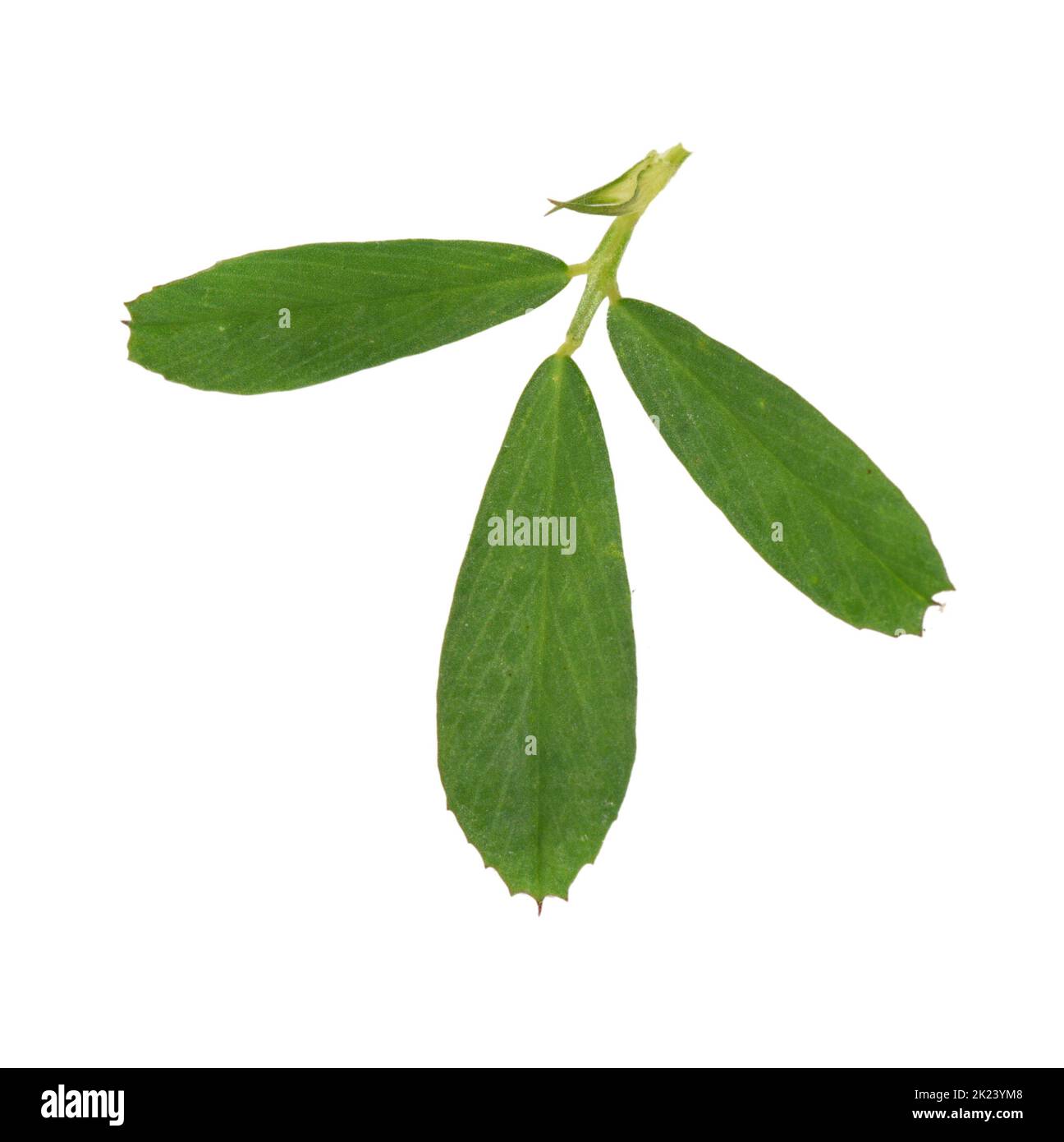 Lucerna - Medicago sativa sativa Foto Stock