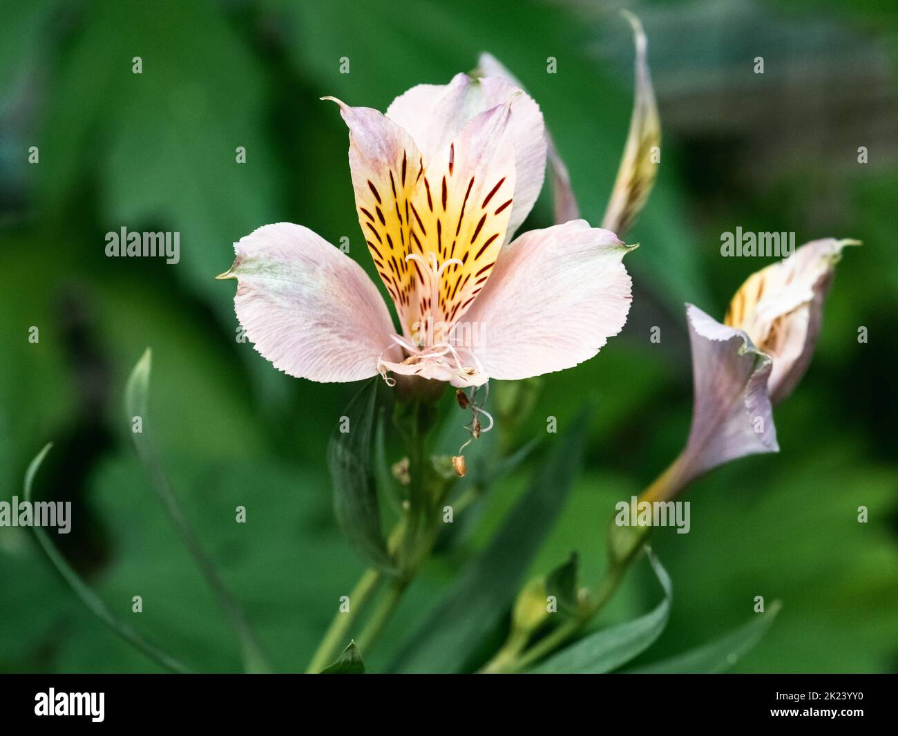 I gigli peruviani, genere Alstroemeria, fioriscono in un piccolo aiolo fiorito in un parco vicino a Yokohama, Giappone Foto Stock I gigli peruviani, genere Alstroemeria, fioriscono in un piccolo aiolo fiorito in un parco vicino a Yokohama, Giappone Foto Stock