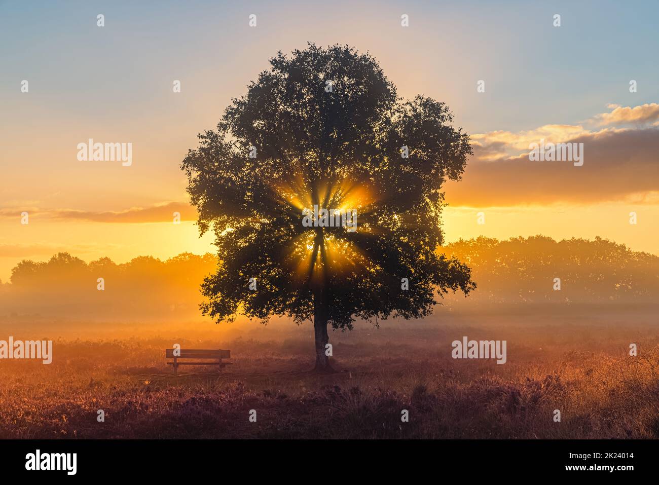 Una mattina in agosto e l'erica è in fiore nella Gasterse Duinen, vicino al villaggio di Gasteren nella provincia di Drenthe, nei Paesi Bassi. Il Foto Stock