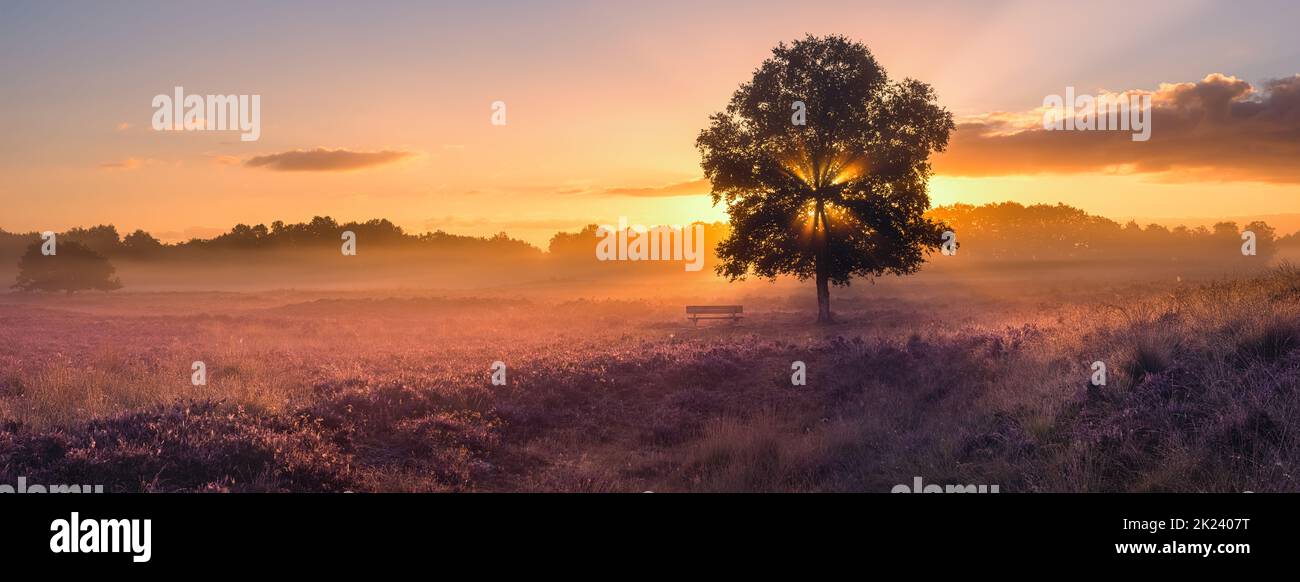 Un'ampia vista panoramica da un'alba di agosto dai campi di erica in fiore nella Gasterse Duinen, vicino al villaggio di Gasteren in provincia di o Foto Stock