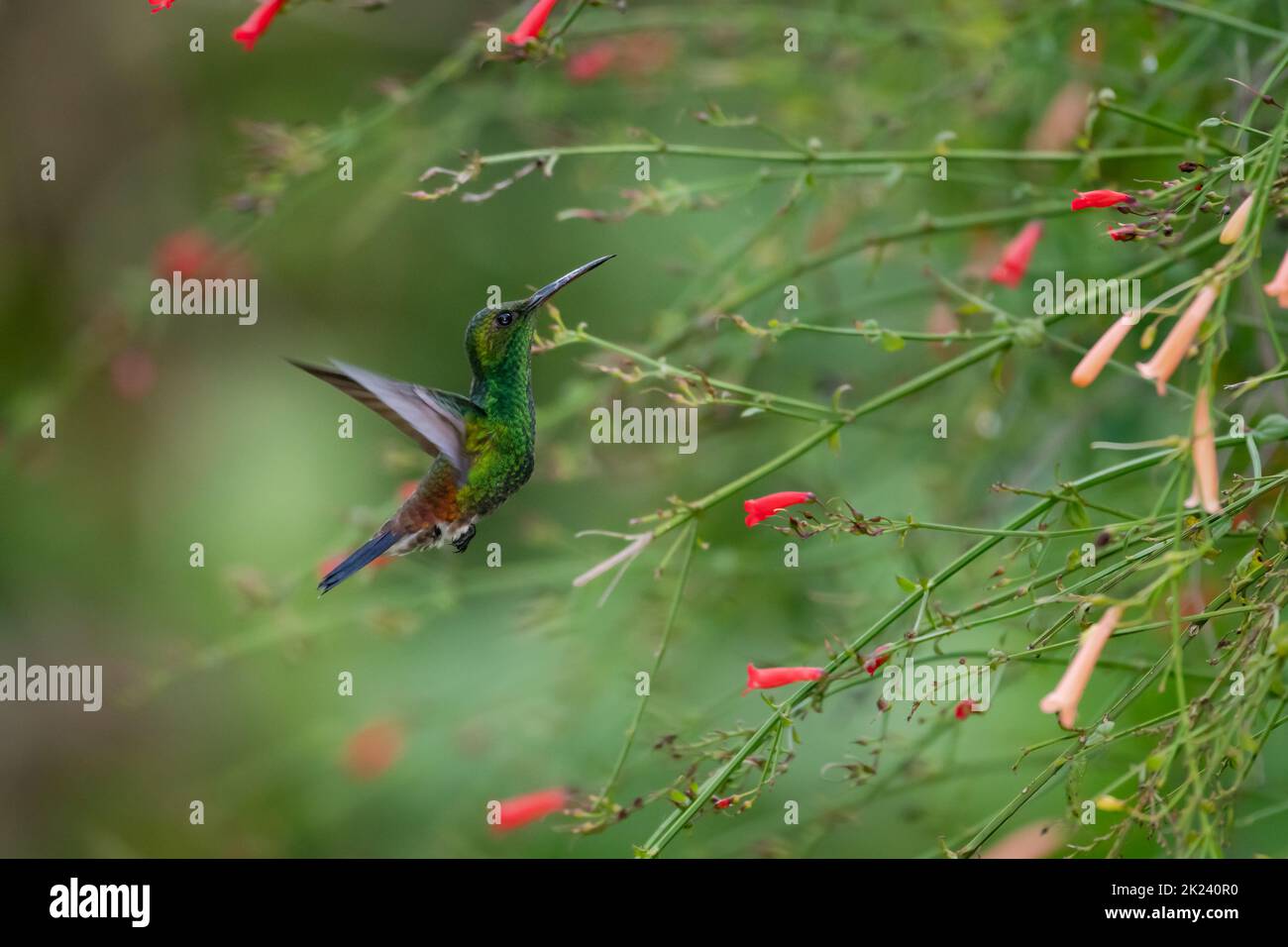 Colibrì rumato di rame in volo in un cespuglio di fiori tropicali rossi e color pesca Foto Stock