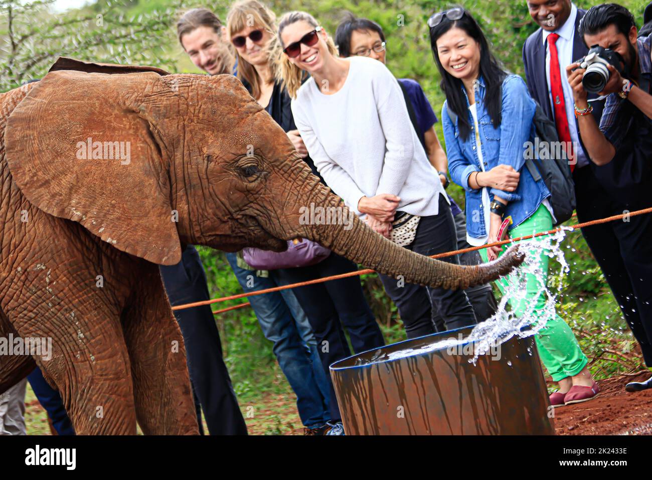 Nairobi, Kenya - 28 ottobre 28 2017: I turisti che cercano un elefante e scattano foto nel David Sheldrick Wildlife Trust Center (orfanotrofio degli elefanti) Foto Stock