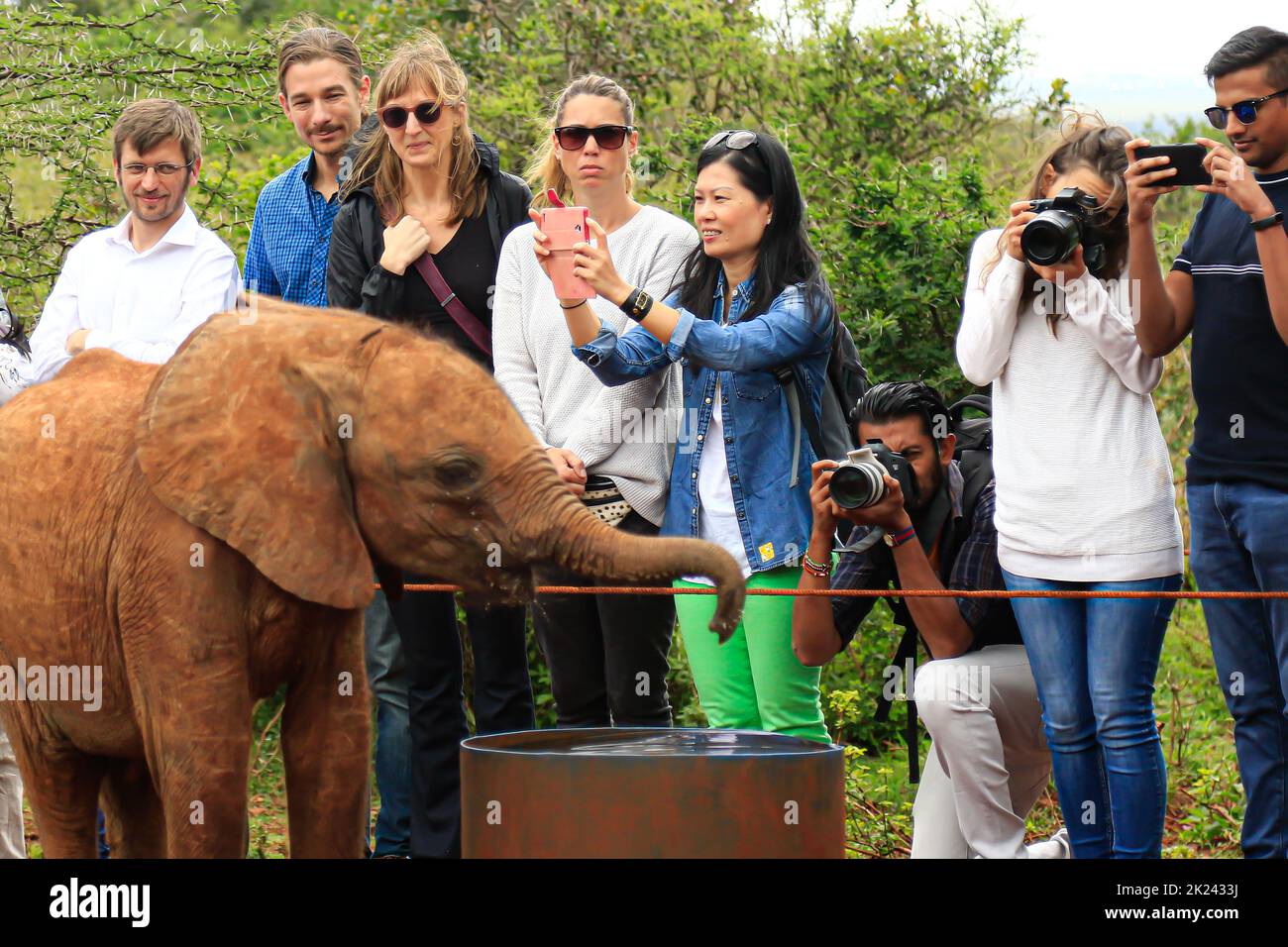 Nairobi, Kenya - 28 ottobre 28 2017: I turisti che cercano un elefante e scattano foto nel David Sheldrick Wildlife Trust Center (orfanotrofio degli elefanti) Foto Stock