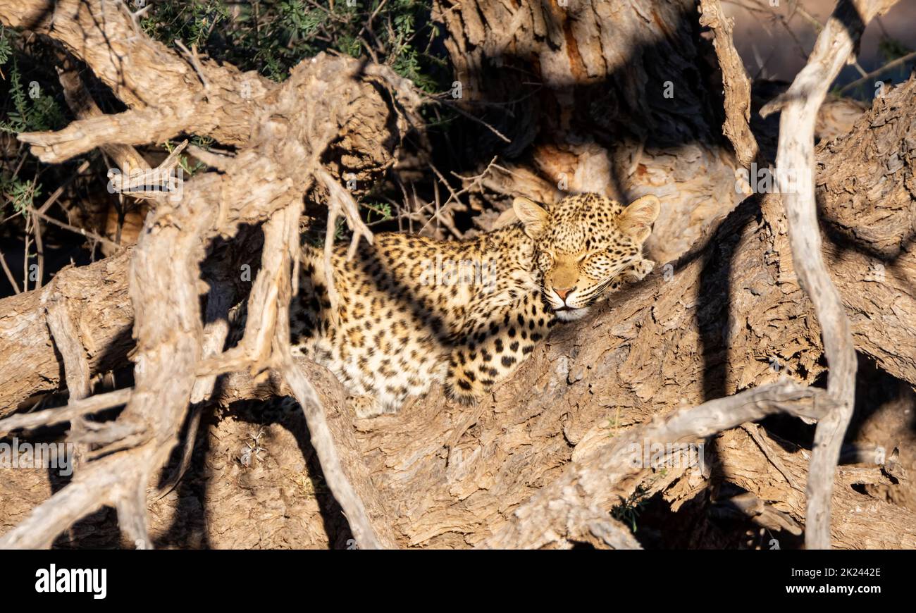 Leopardo femminile in un albero nella savana di Kalahari Foto Stock