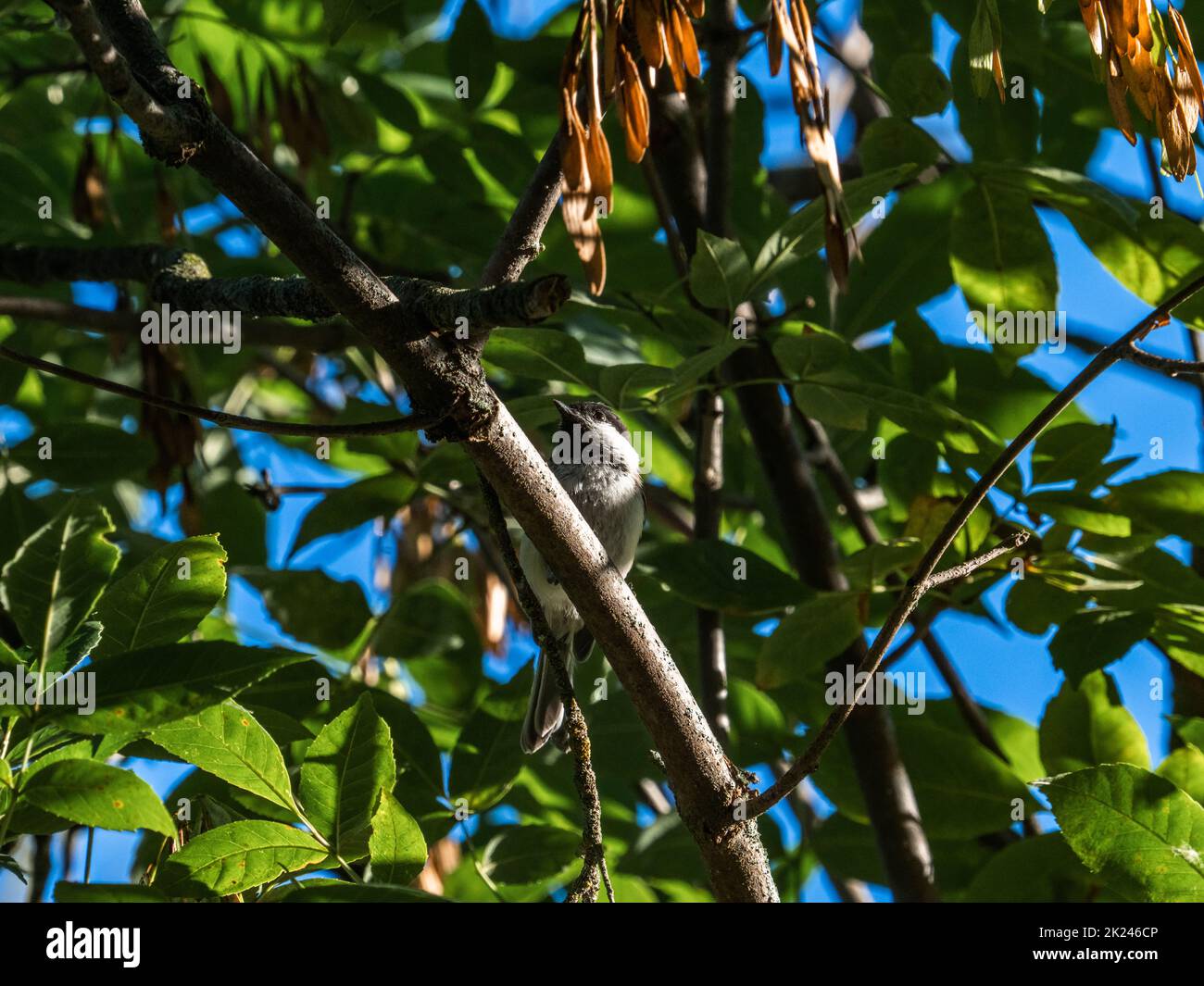 Un Chickadee con il cappuccio nero, l'atricapillus di Poecile, si trova nei rami in una foresta lungo il fiume Trempealeau vicino a Whitehall, Wisconsin. Foto Stock Un Chickadee con il cappuccio nero, l'atricapillus di Poecile, si trova nei rami in una foresta lungo il fiume Trempealeau vicino a Whitehall, Wisconsin. Foto Stock