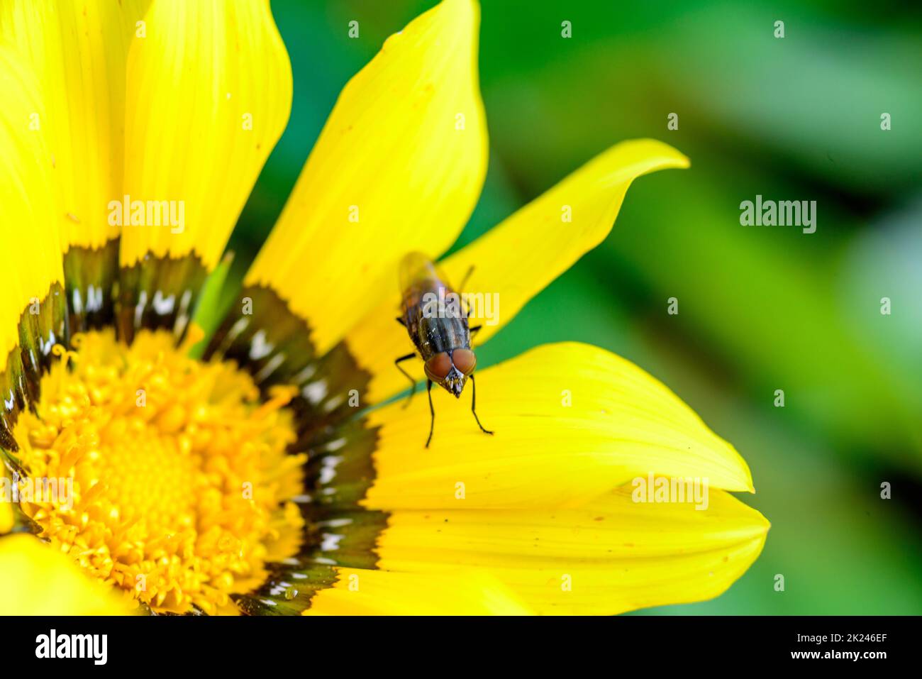 mosca posada en la flor amarilla Foto Stock