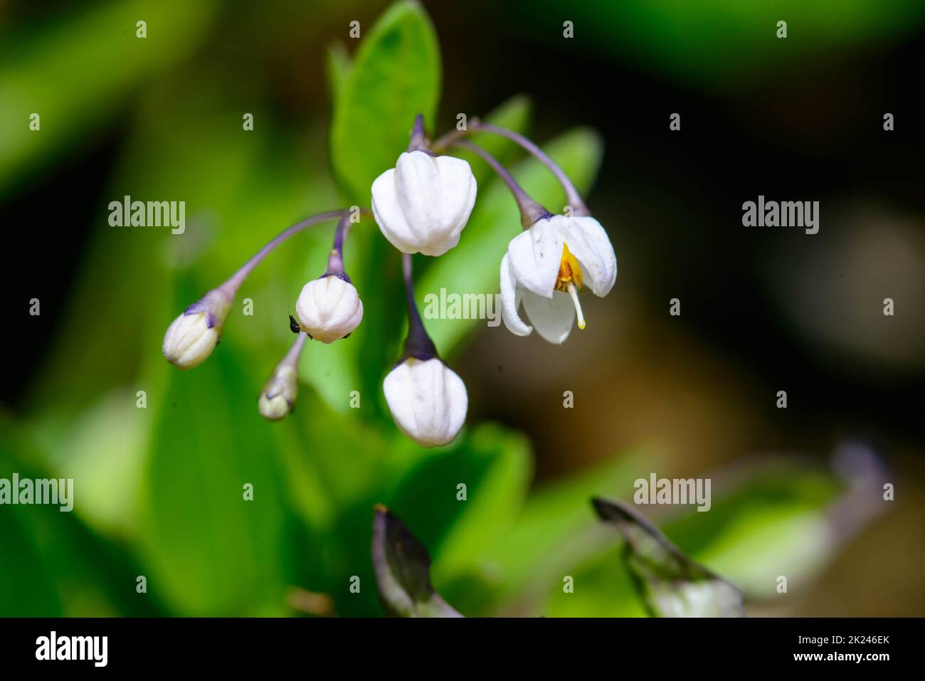 campanillas primaverales blancas Foto Stock