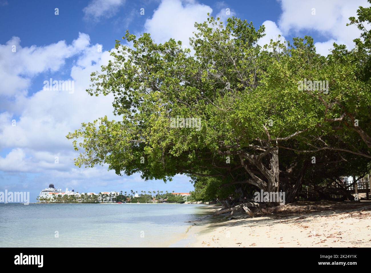 ORANJESTAD, ARUBA - 16 DICEMBRE 2020: Alberi di Fofoti (lat. Conocarpus erectus) lungo la spiaggia di Surfside con il Renaissance Resort e una nave da crociera in Th Foto Stock