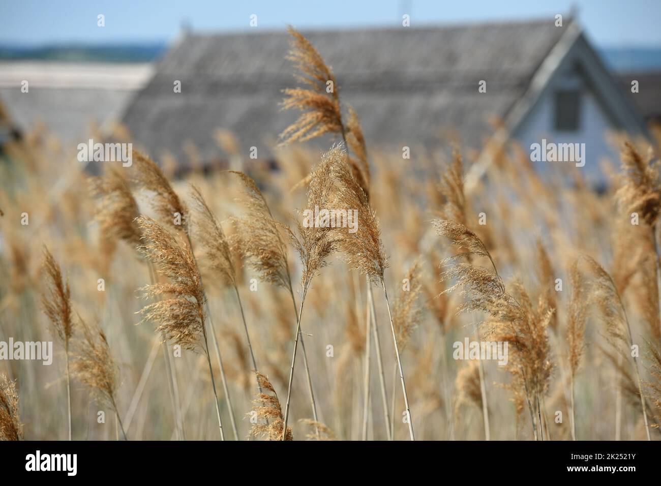 Schilfgürtel bei Rust am Neusiedler See im Burgenland, Österreich - Reed Belt vicino a Rust sul lago Neusiedl in Burgenland, Austria Foto Stock