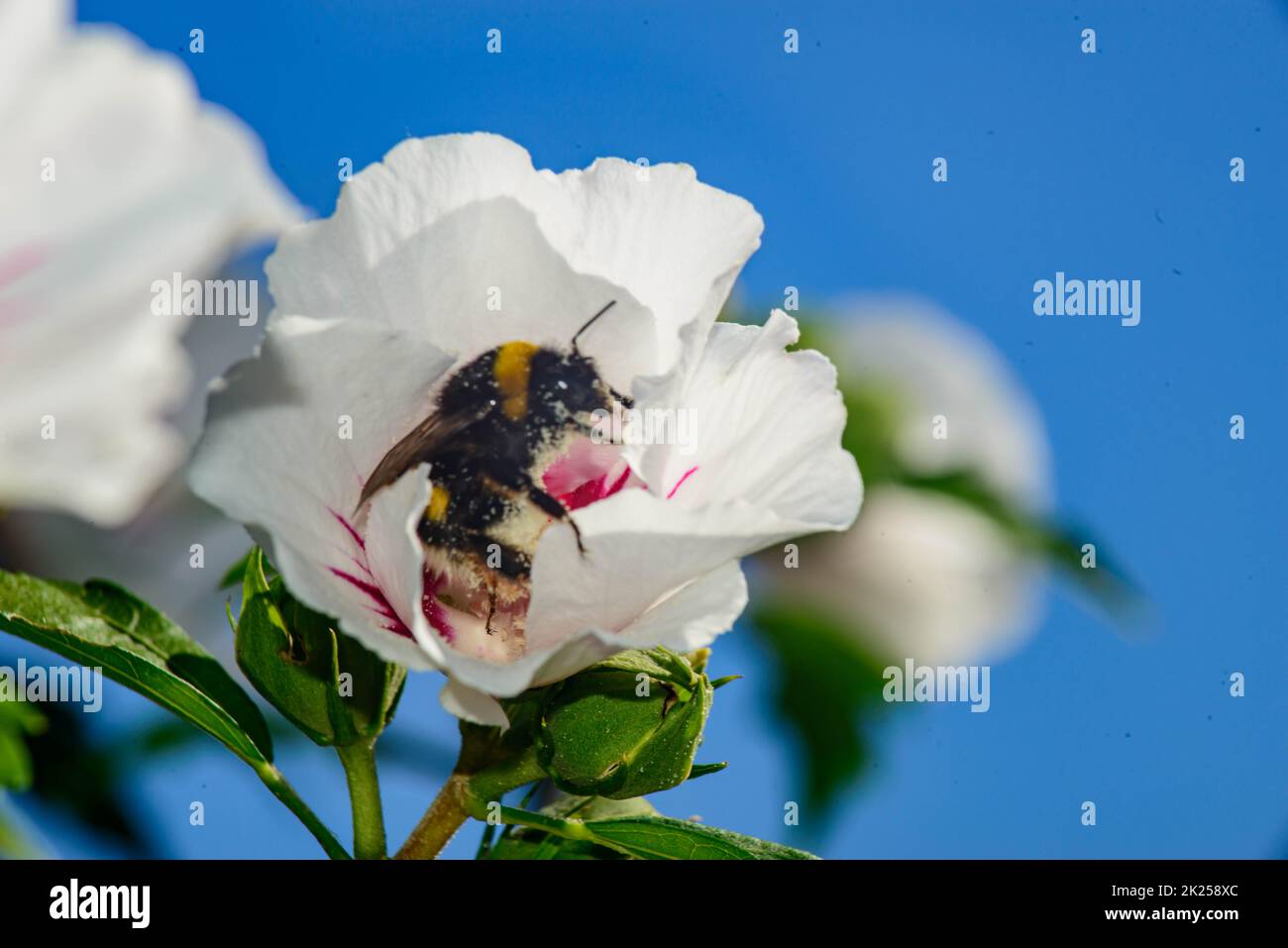 abeja recolectando polen Foto Stock