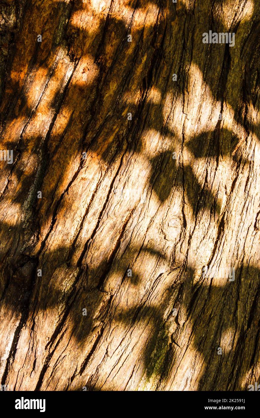 Luce solare appicantita formando ombre di foglie sul tronco di un castagno Foto Stock