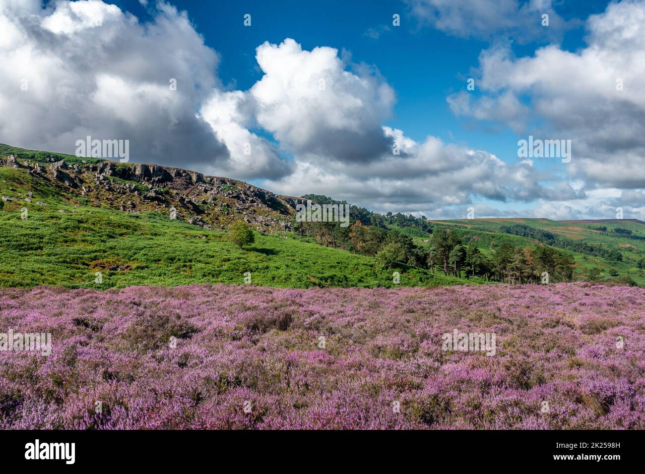 Splendida vista della Rocky Valley su Ilkley Moor sulla fiorente erica viola, West Yorkshire, Inghilterra, Regno Unito Foto Stock